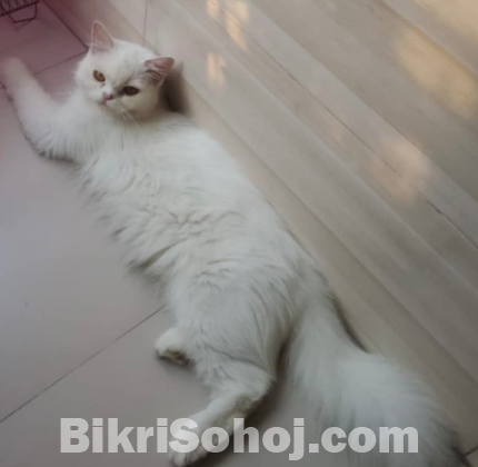 Pure adult female Persian